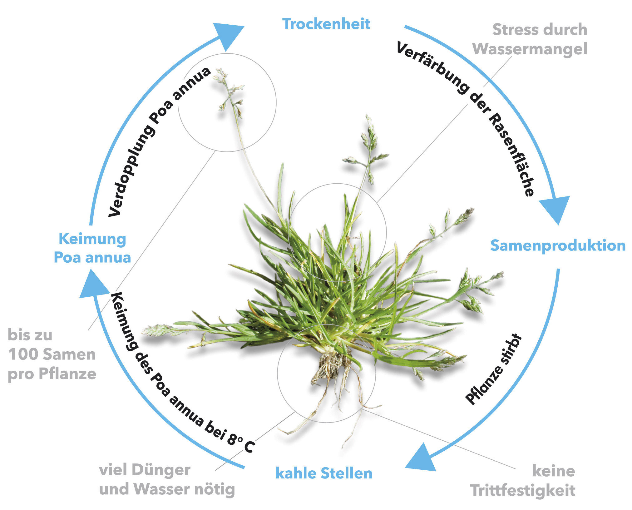 IMAGE-TURF-Poa-Annua-life-cycle-DE-crop.jpg